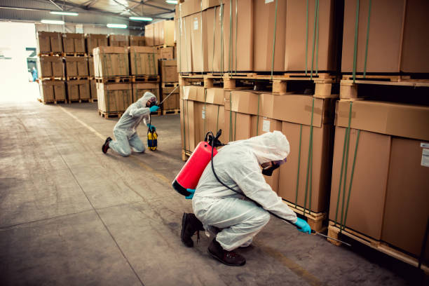 Best Termite Control Services  in Rosewood Heights, IL