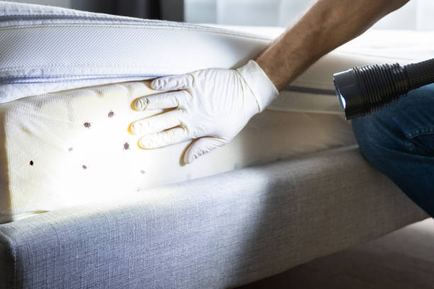 Best Bed Bug Extermination  in Rosewood Heights, IL