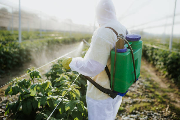 Best Pest Removal Services  in Rosewood Heights, IL